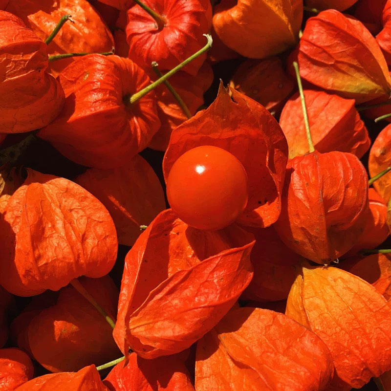 东北新鲜红姑娘果(现货)红菇娘 红皮灯笼果皮 苦姑娘 2斤【图片 价格