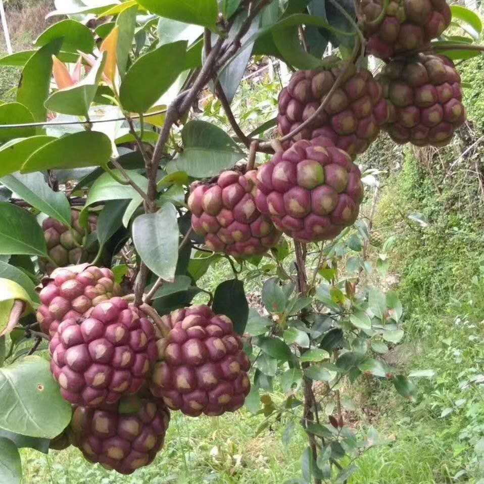 溢睬莲黑老虎果树苗布福娜树苗黑老虎树苗果苗当年结果布福娜果苗爬藤