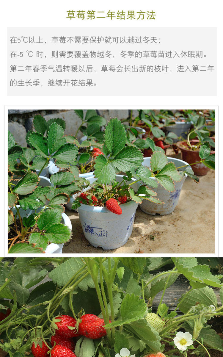 四季草莓苗盆栽带土 南北方种植当年结果食用牛奶草莓秧阳台带盆 全