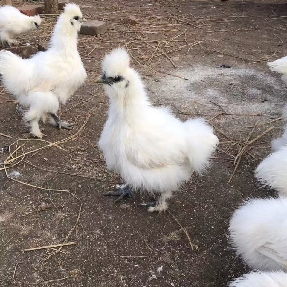 純種白鳳烏雞活苗泰和烏雞活體脫溫雞竹絲雞活物下蛋雞土雞五黑雞