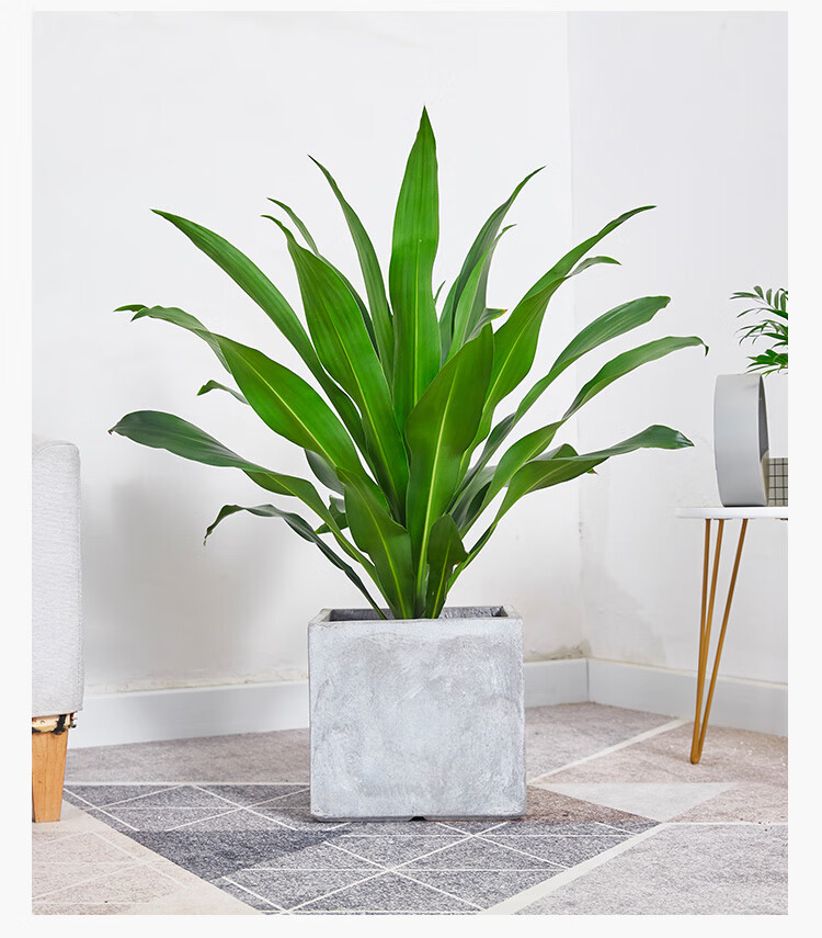 巴西铁盆栽青叶也门铁盆景铁树客厅走廊室内外植物吸常绿花卉 单杆高