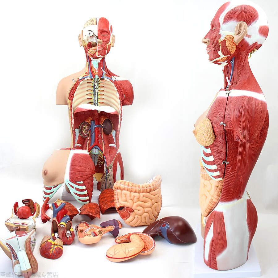 医学人体器官结构内脏可拆卸教学躯干人体解剖模型45cm人体缩小一倍