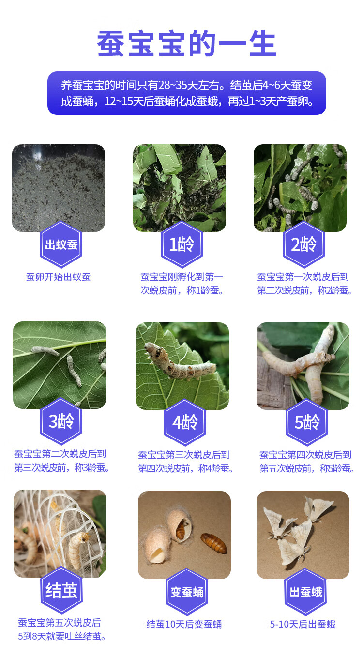 蚕宝宝活体套装金丝蚕七彩活物春蚕卵新鲜嫩桑叶学生养蚕1-5龄白 2龄