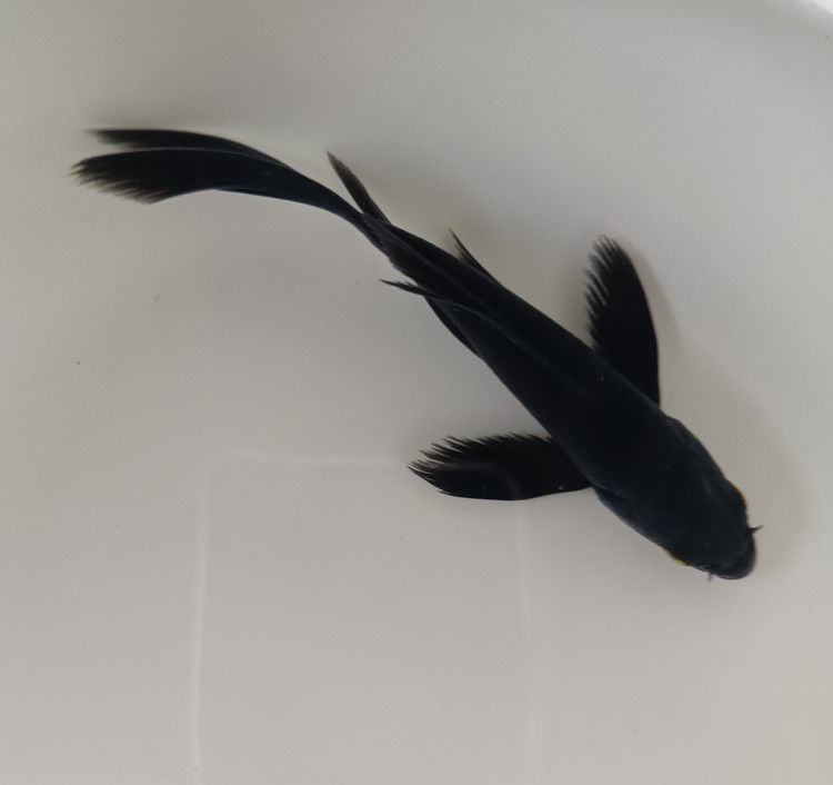 黑金龙凤锦鲤冷水鱼金鱼活体招财镇宅起运风水鱼渔场直销包活到家