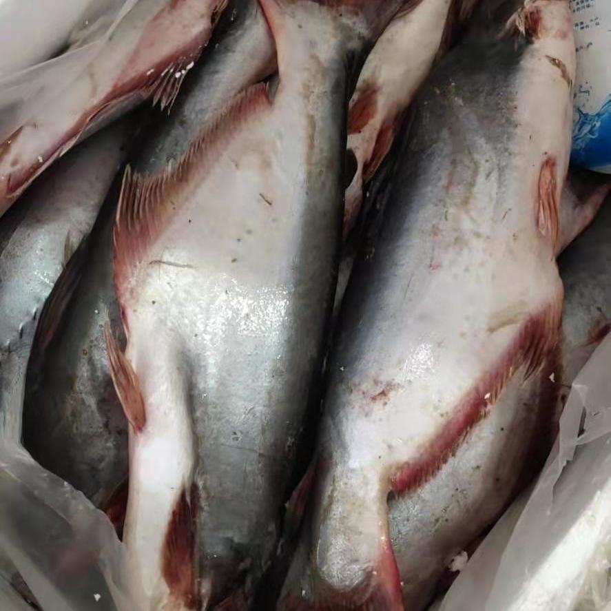 5折 ca saba 新鲜巴沙鱼 湄公鱼火锅烧烤 1500克整条nguyen con 1份