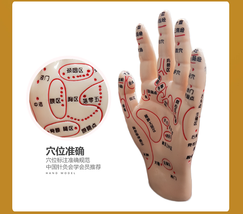 脚穴位模型足部底耳模耳朵手经络手部推拿针灸足底脚模反射眼睛图srk