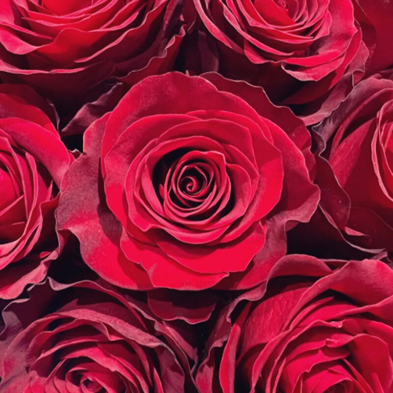 茁蔻云南基地直发高原红单头丝绒感红色玫瑰枝枝到底20支/扎 深红色 c