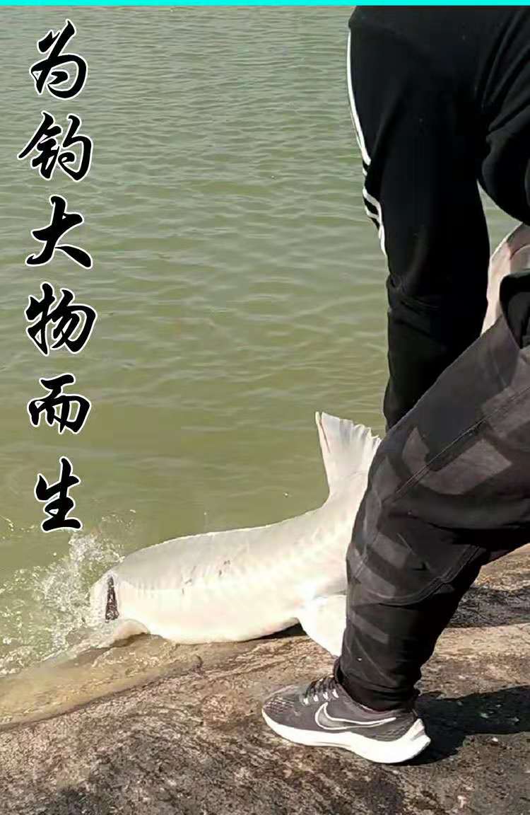 光威江川钓鱼竿同款青鲟四代五代大物鱼竿青鱼鲟鱼暴力杆碳素超硬19调