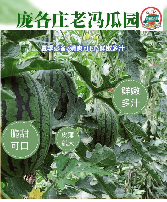 庞各庄西瓜l600吊瓜整箱水果批发大兴小西瓜水果产地直发精品吊瓜2个