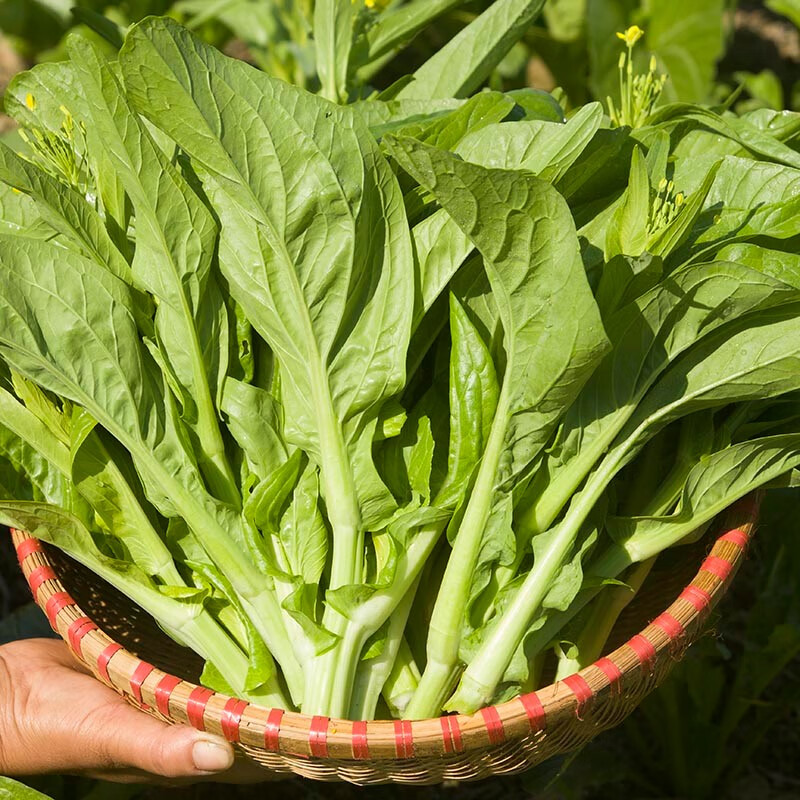 民汇园湖南5号白菜苔种子蔬菜种子可盆栽早熟菜苔菜心适宜夏秋高温季节栽培湖南5号白菜苔500粒 赠送50克复合肥 图片价格品牌报价 京东