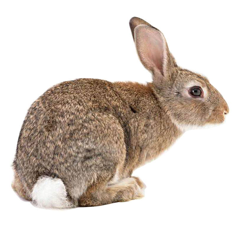 青年成年种兔活体兔子比利时新西兰八点黑肉兔回去可繁殖大型种兔