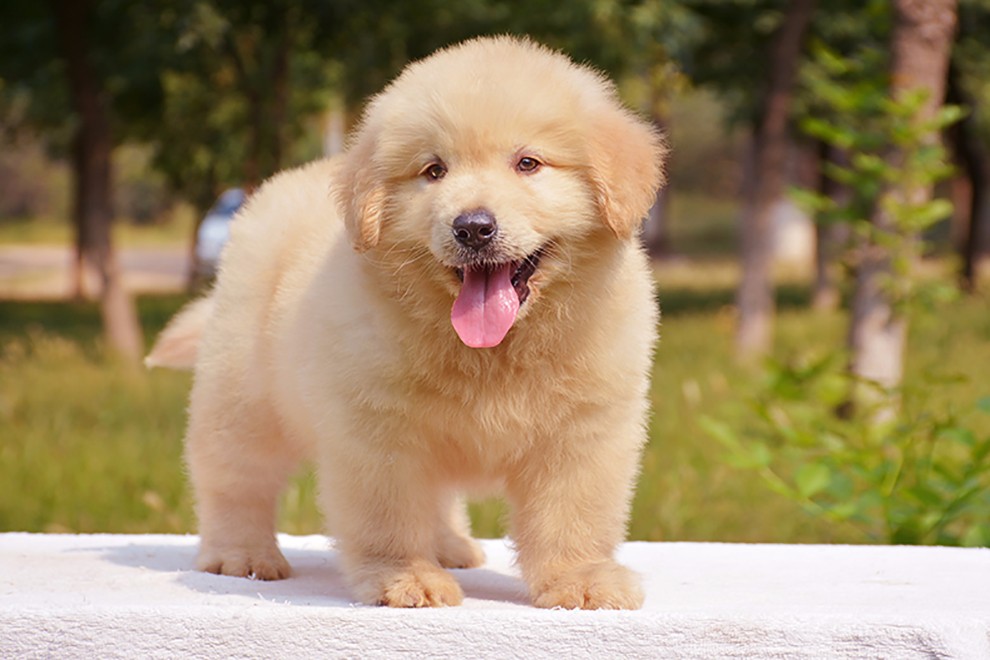 遛遛巴 纯种金毛幼犬 金毛犬宠物狗活体狗狗活体小狗幼犬活体 纯种