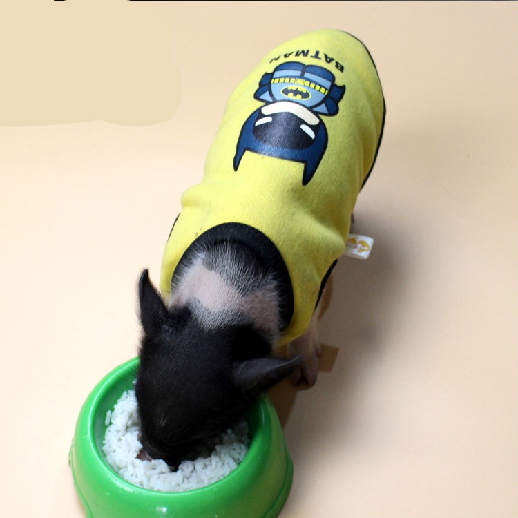 超可爱小香猪宠物衣服猪猪服饰小猪背心卫衣小香猪用品 蜜蜂变身装