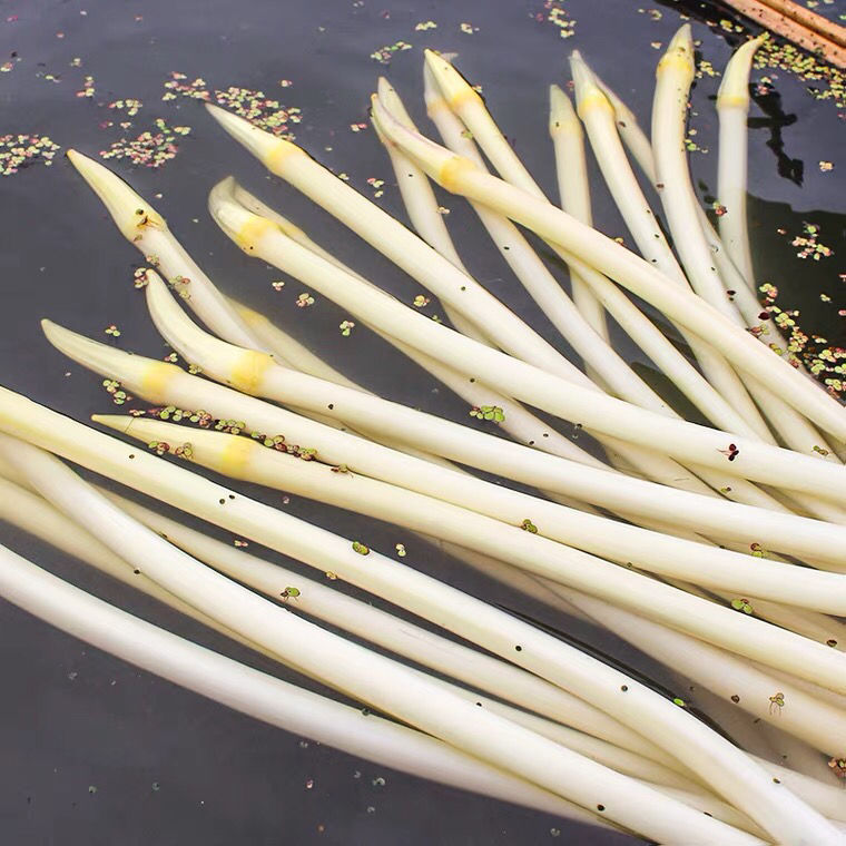 湖北特产洪湖新鲜藕带藕肠子藕尖莲藕梢子莲藕现摘蔬菜 2斤装精品藕带
