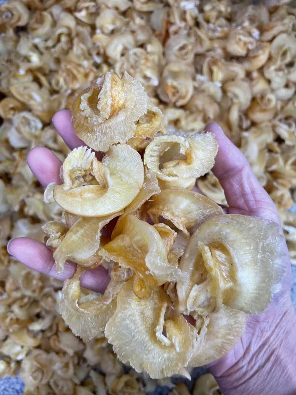 金钩鲍翅牙拣翅金勾翅乌羊骨翅干货煲汤羹滋补品食材金钩鲍翅500g30只