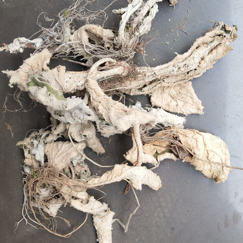 岩白菜中药材大叶岩白菜岩壁菜石白菜红岩七500克中药材店铺500g