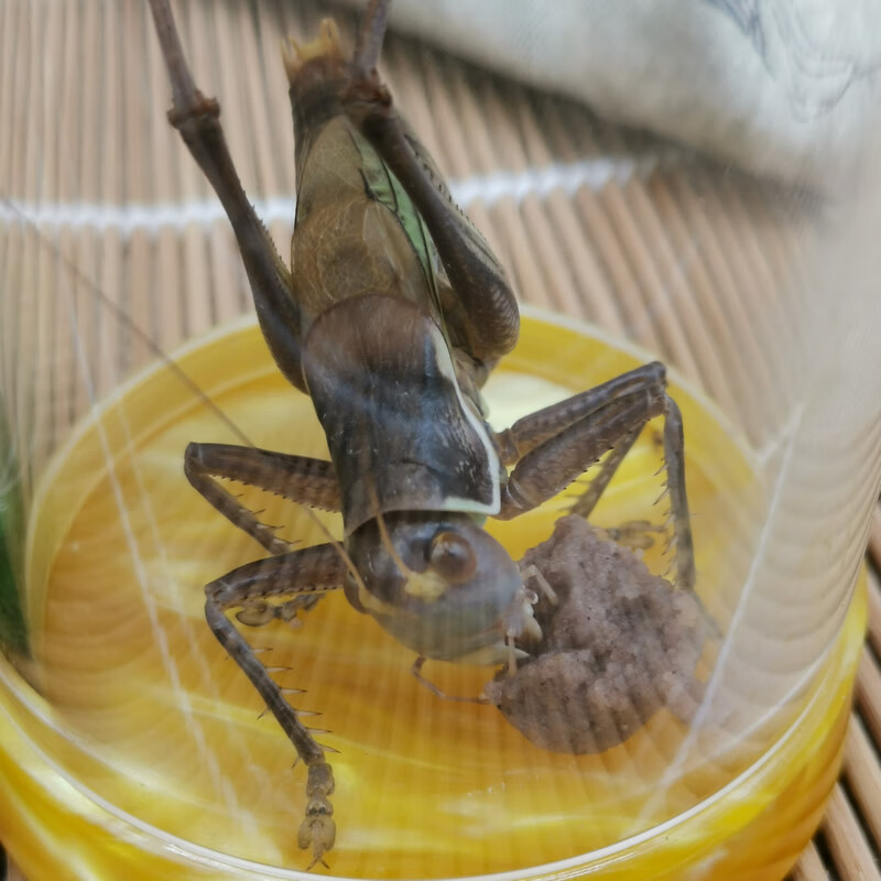 新型蝈蝈饲料 鲁秋鸣鸣虫饲料粮食 蟋蟀蛐蛐蝈蝈油葫芦黑虫蛉虫 用品