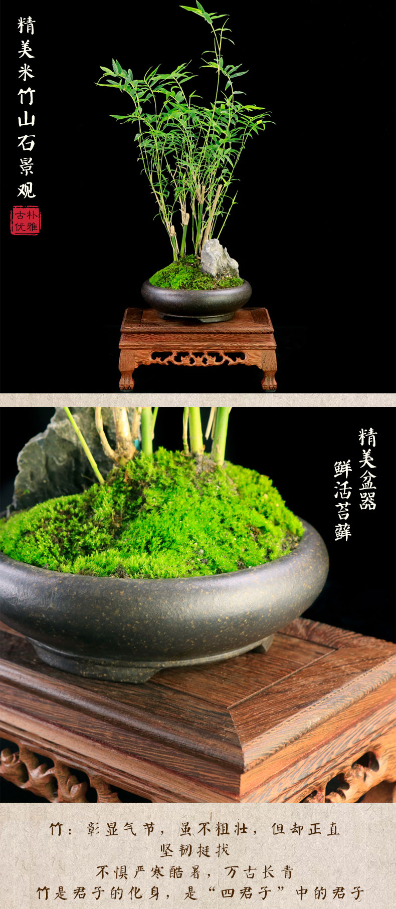 米竹盆栽凤尾竹植物室内办公室盆景小型盆栽净化空气绿植微型盆景米竹水景 椭圆盆 图片价格品牌报价 京东
