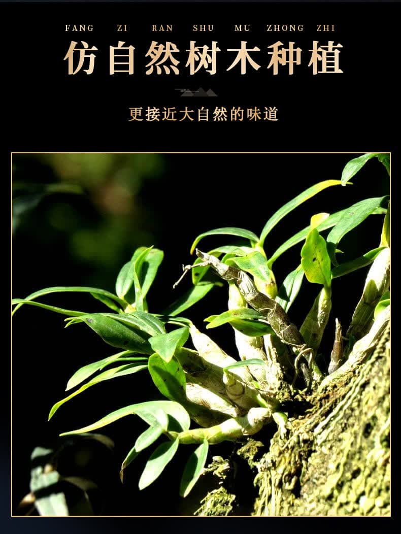 福东海石斛浙江乐清枫斗铁皮石斛特一级100g
