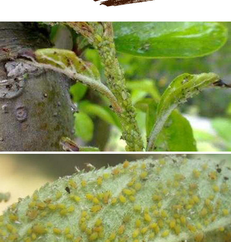 中农立华日本石原力作氟啶虫酰胺啶虫脒果树蔬菜花卉绿植蚜虫新型复配