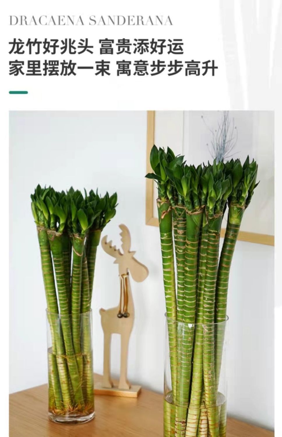 龙竹水养富贵竹观音转运水培室内净化空气甲醛辐射盆栽花卉绿植 初石