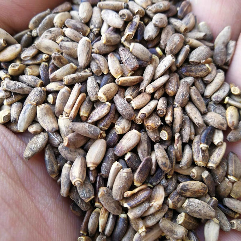 中药材水飞蓟籽50g水飞蓟子 水飞雉奶蓟子籽水飞蓟果500g 50克【图片