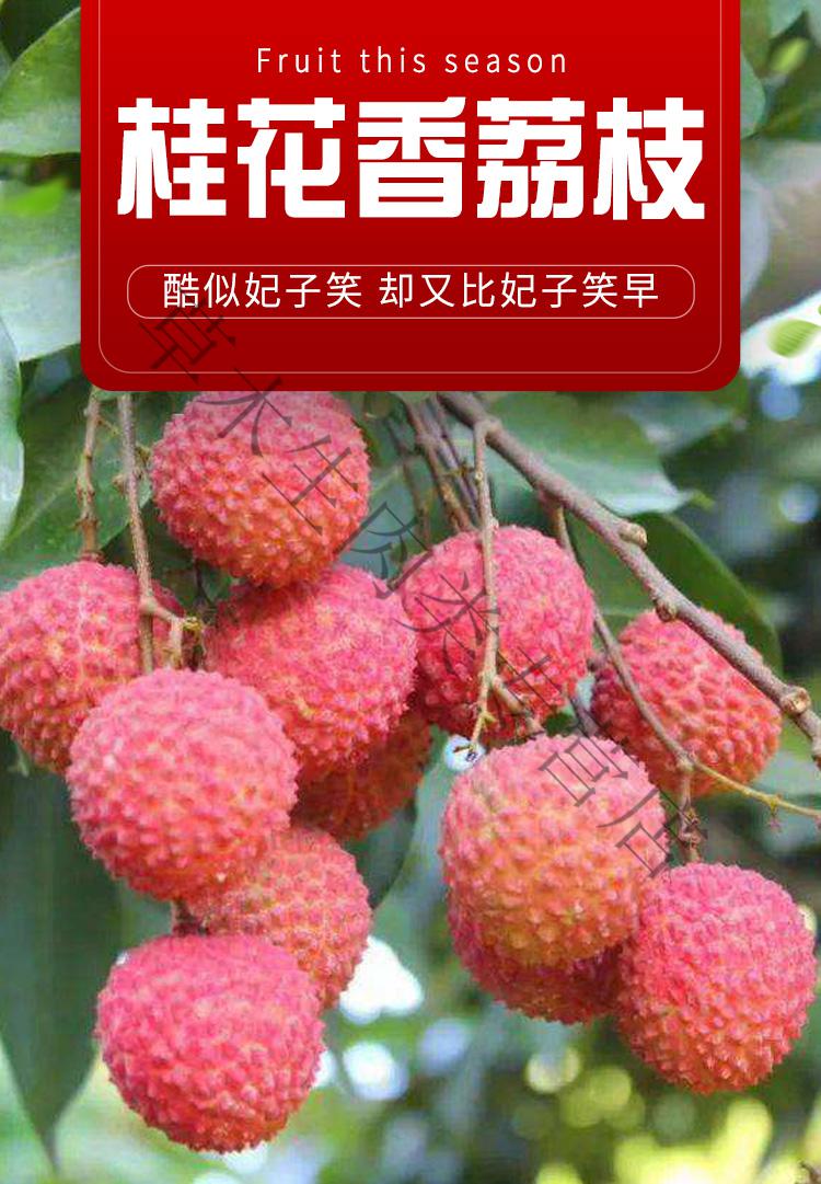 海南荔枝新鲜早熟桂花香现货水果妃子笑桂香味3斤