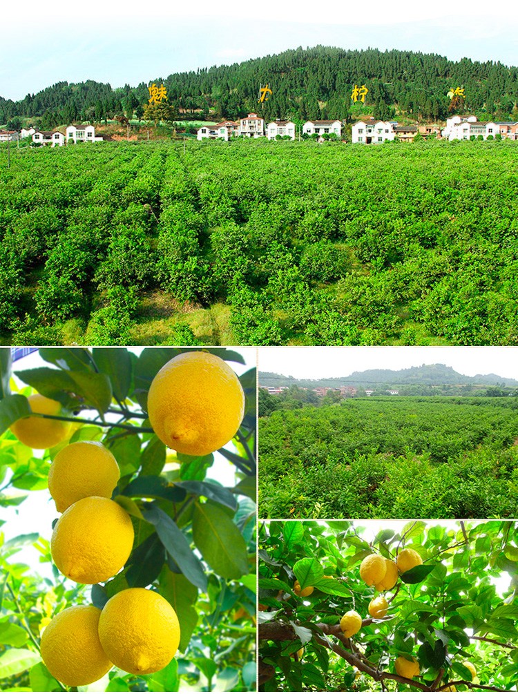 美香农场 四川安岳柠檬 精选独立包装 生鲜水果 安岳青柠檬 5斤装