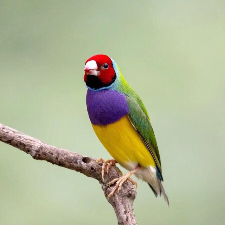 宠物鸟五彩鸟手玩鸟小鸟普彩金背蓝背七彩鸟活物 金贝公一只【图片