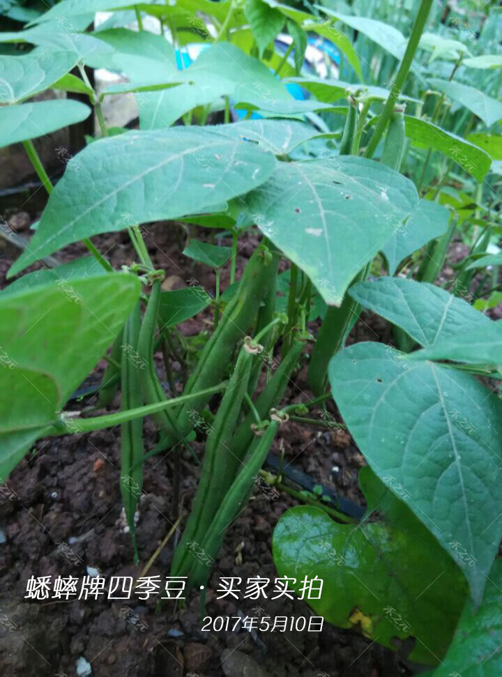 四季豆種子菜豆青早熟無架無筋豆角農家四季春夏秋冬蔬菜種籽孑 5斤超