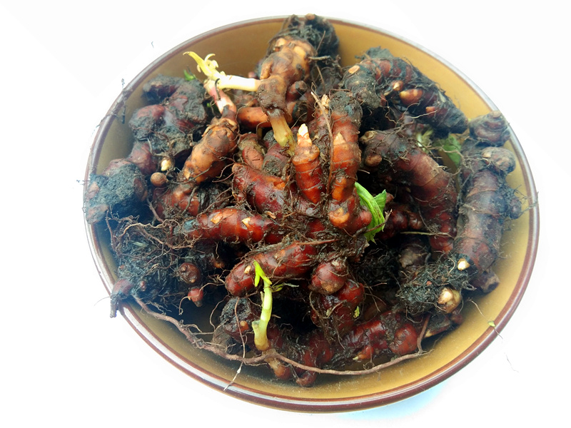 贵州新鲜花蝴蝶根赤胫散 中药材花脸荞鸡脚七皂药根500克【图片 价格