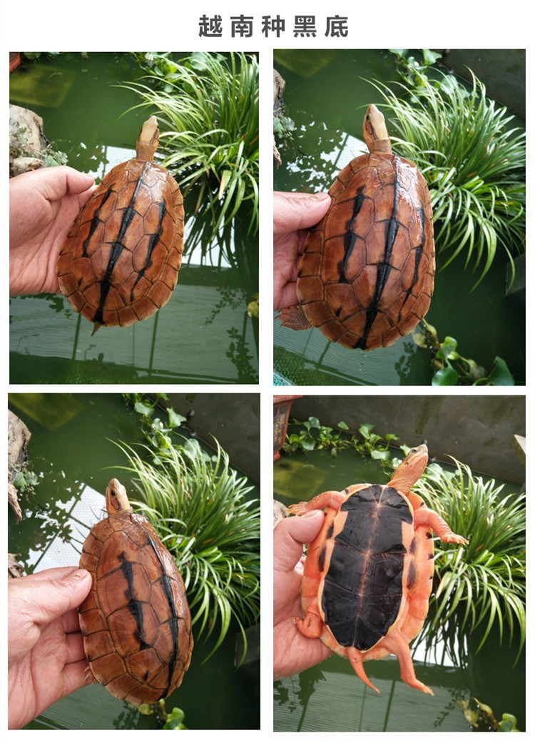 【活鲜】蟹爱 三线金钱闭壳乌龟宠物龟苗活体 20-45克(越南种三线黑底