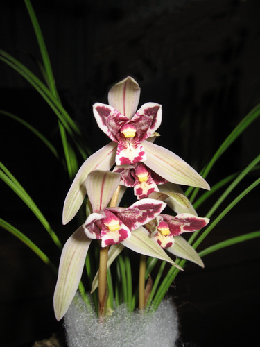 包邮云南名品兰花苗莲瓣兰玉兔浓香室内花卉盆景园艺老种3苗连体仅限