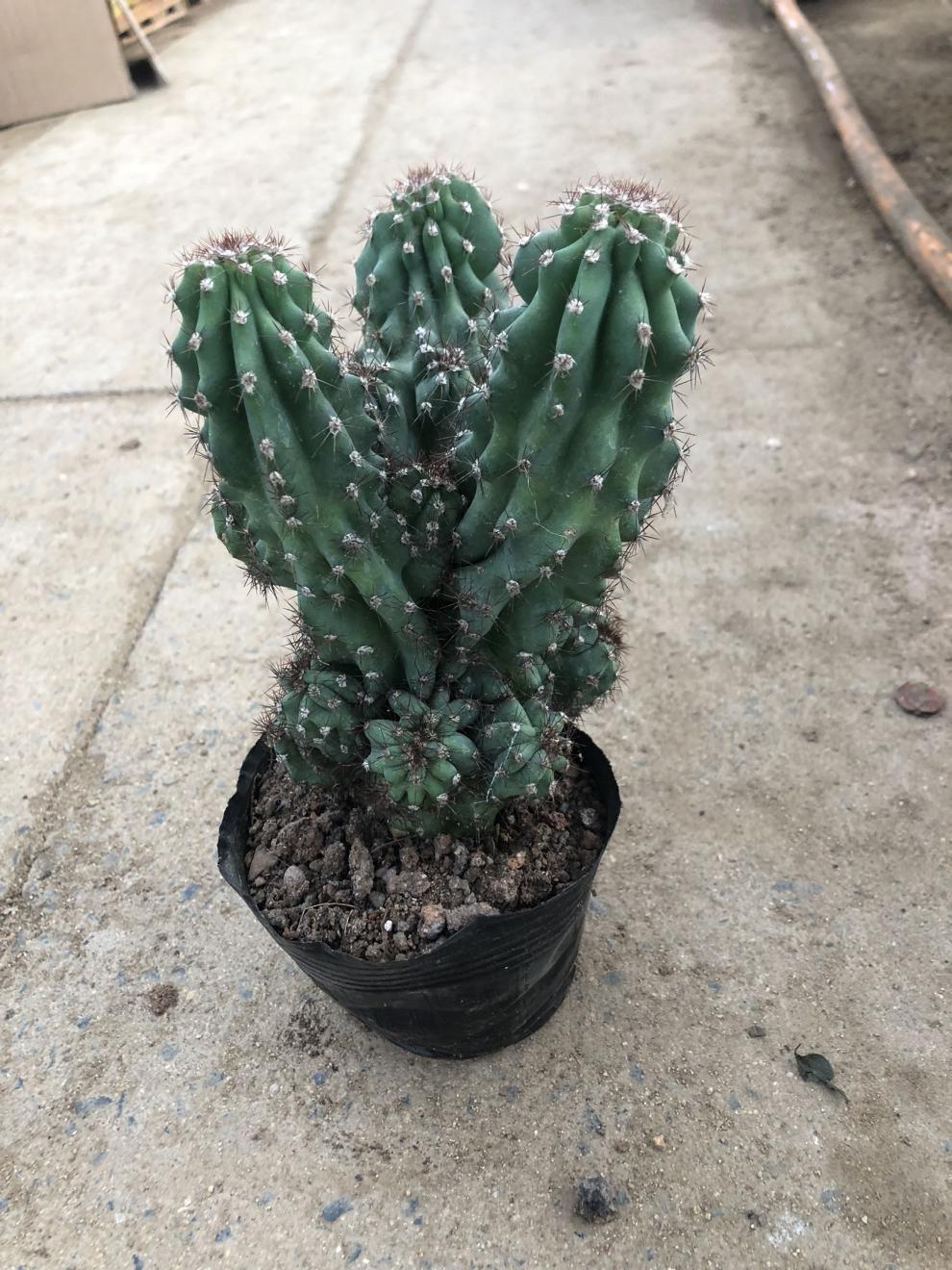 仙人山虎头罗汉山影拳 仙人掌类沙生多肉植物 虎头山影 盆栽花卉 虎头