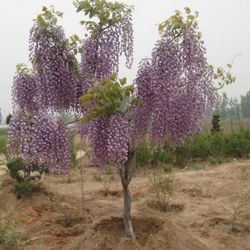 攀爬花卉多花紫藤花苗长花紫藤树苗紫藤苗生长快紫藤小苗12号2年苗