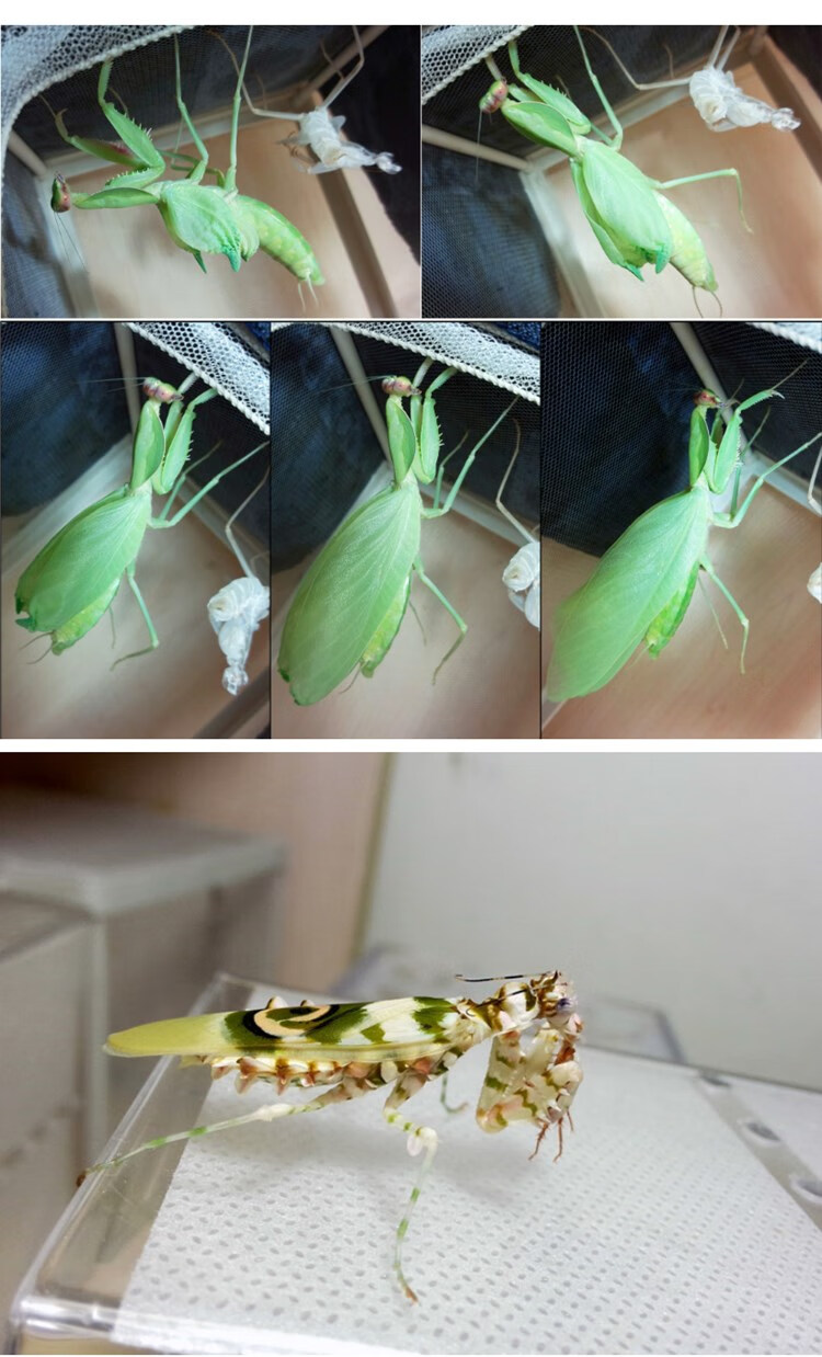 宽菱背螳螂圆盾巨人盾另类宠物昆虫活体儿童礼物教室办公室 现货 7龄