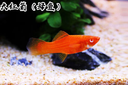 drontal 燕尾红玛丽凤尾红剑鱼红箭鱼中小型淡水热带鱼胎生鱼活体包损