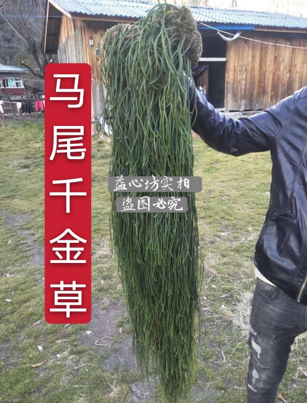 中藥材馬尾千金草植物千斤草100克