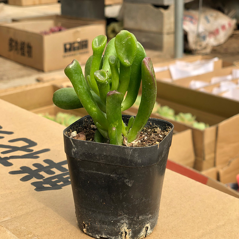 黄金万年草多肉植物小盆栽室内四季易活肉肉老桩蒂亚佛珠花卉绿植