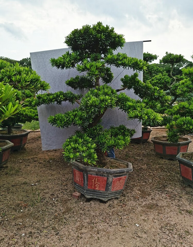 台湾罗汉松一棵多少钱(台湾罗汉松一棵多少钱啊)