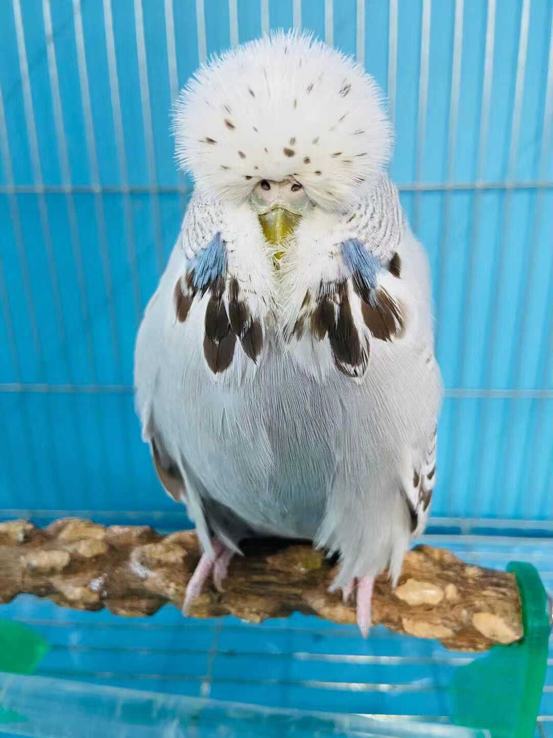 ajaj活体欧血虎皮大头大体型蘑菇头鹦鹉可繁殖可教说话雏鸟上手观赏鸟