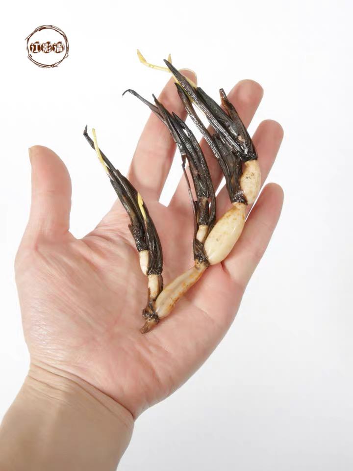 一叶莲碗莲藕根茎水培植物迷你藕根茎四季睡莲小荷花小型种成品苗微型