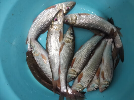 頭漁具重唇魚花骨魚六合香奶香味餌料野釣春夏秋冬季鯽魚鯉魚拉大球釣