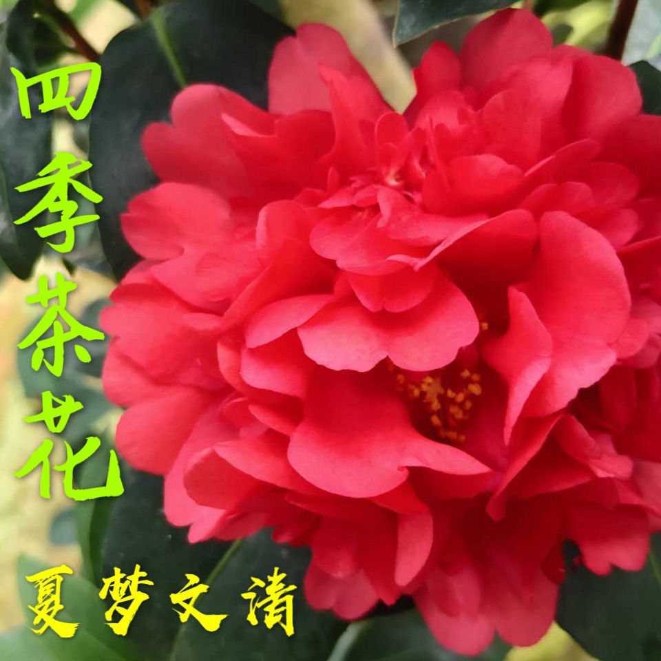 夏系列四季茶花珍贵品种四季开花杜鹃茶花新品种 梦夏文清(四季开花)