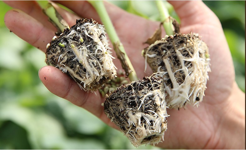 朵咔园艺水果黄瓜籽种满地爬苗秧旱黄瓜种子老大小白黄瓜种孑大全高产