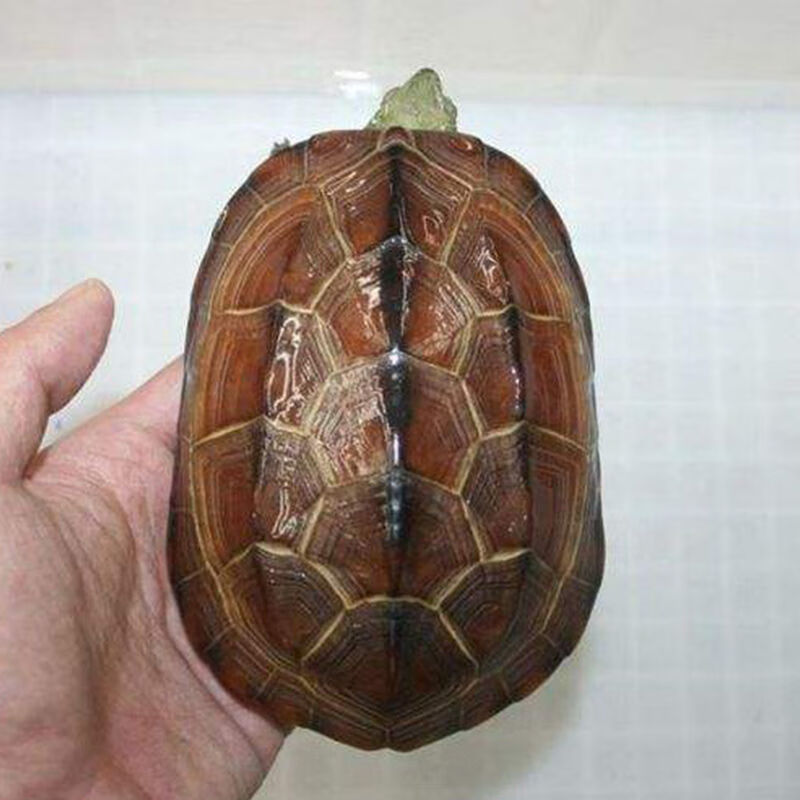 ajaj超大吃菜龟巨型活物大乌龟宠物观赏龟活体素食龟草龟下蛋龟 巨型