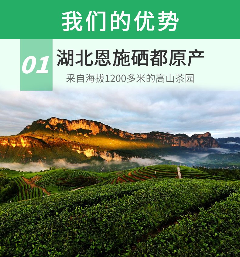 夷茗2022春茶恩施硒茶綠茶茶葉充足日照高山雲霧茶炒青玉露散裝口糧茶