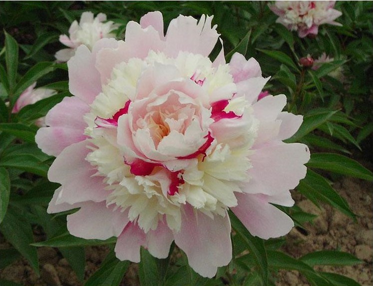 芍药 重瓣花根块盆栽花卉观花植物室内花苗庭院多年生大根种球f7 雪原