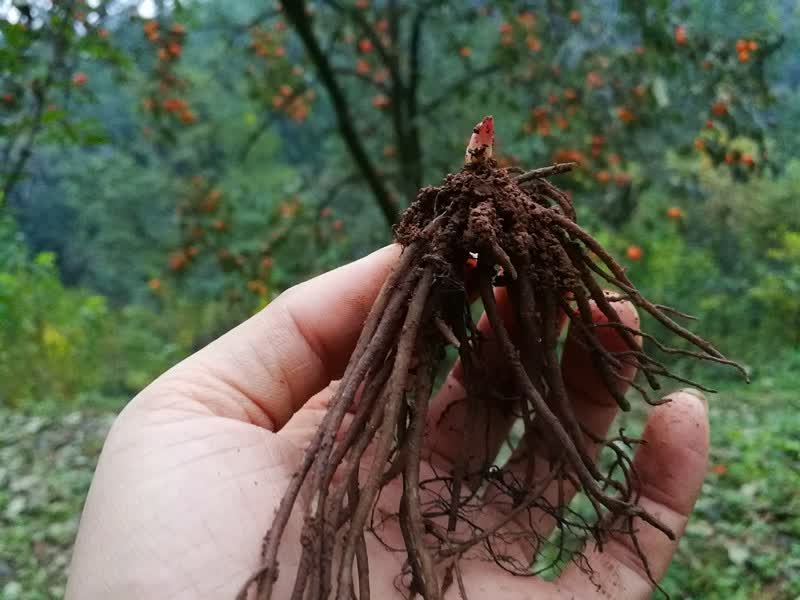 铁筷子花苗圣诞玫瑰嚏根草冬春季稀有花卉盆栽耐寒多年生奇趣植物小苗