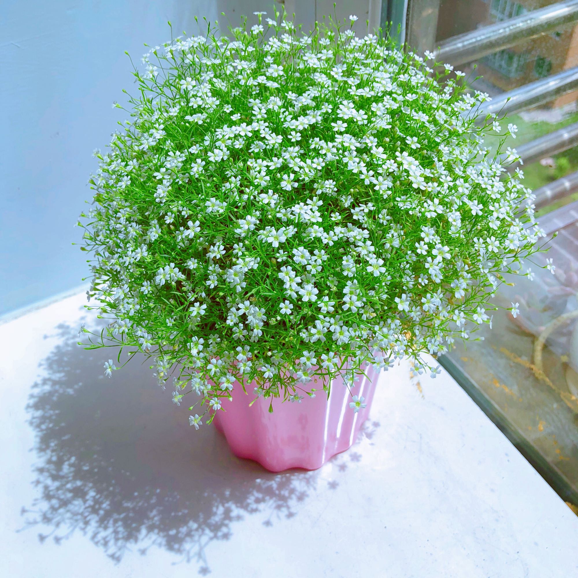 满天星种子易爆盆四季种易活开花不断室内阳台盆栽种子观花卉植物